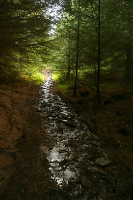 It's_dark_in_the_forest_-_geograph_org_uk_-_1020320