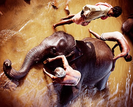 Mahouts bathing an elephant in the Kodanad elephant training center, Kerala