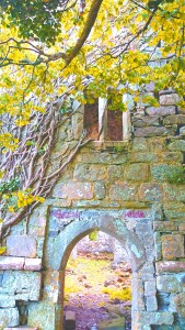 The Rabbits of Newton North