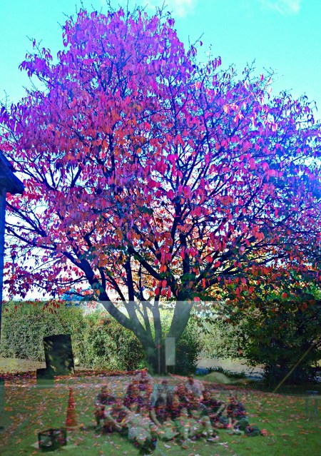 DSC_0649_20161015123033236.jpg image