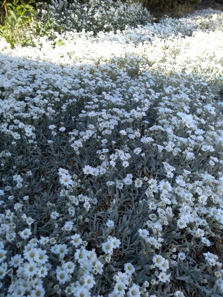 IMG_20190522_180350814